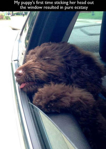 My Puuppy's first time sticking her head out the window resulted in pure ecstasy