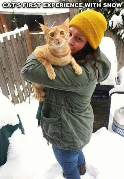 Cat's First experience with snow