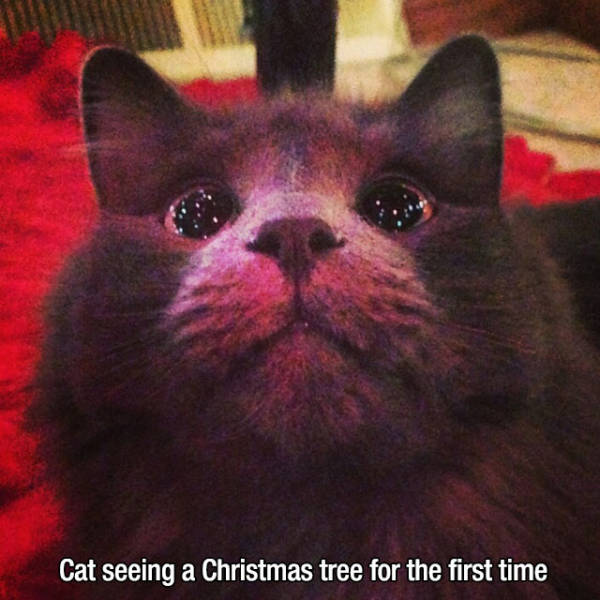 Cat seeing a Christmas tree for the first time
