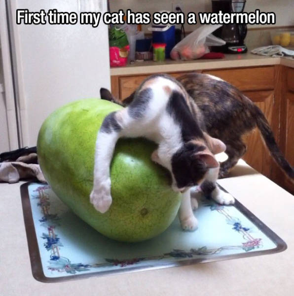 First time my cat has seen a watermelon