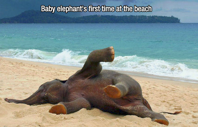 Baby Elephant's first time at the beach