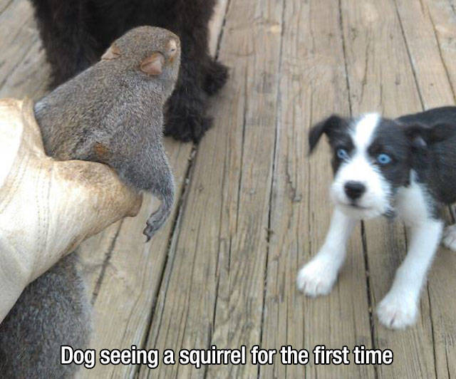 Dog seeing a squirrel for the first time