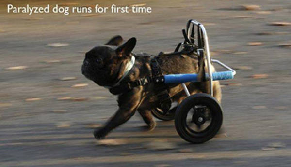 Paralyzed dog runs for the first time